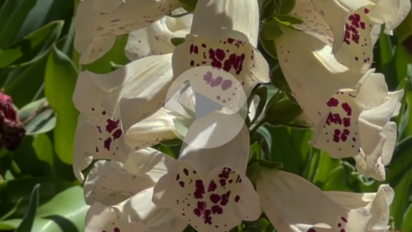 Day Trip: Cool places to take your aging parents — The Local Garden
